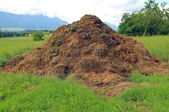 dung, compost heap, rallying point