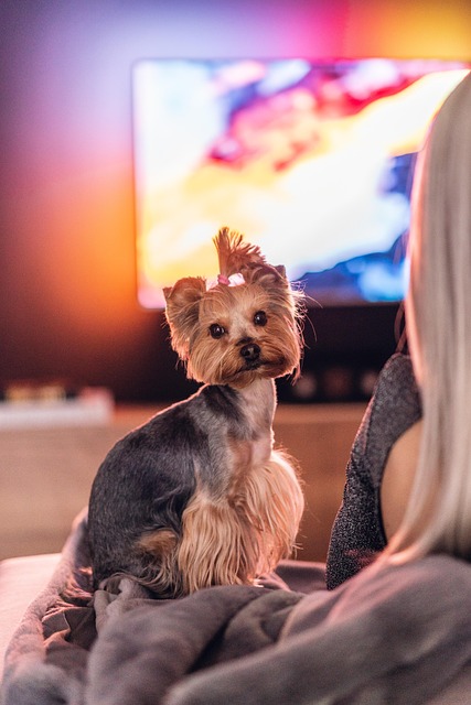 BILDschirm für Bello! Jetzt glotzen sogar Hunde fern – und Herrchen zahlt natürlich brav dafür