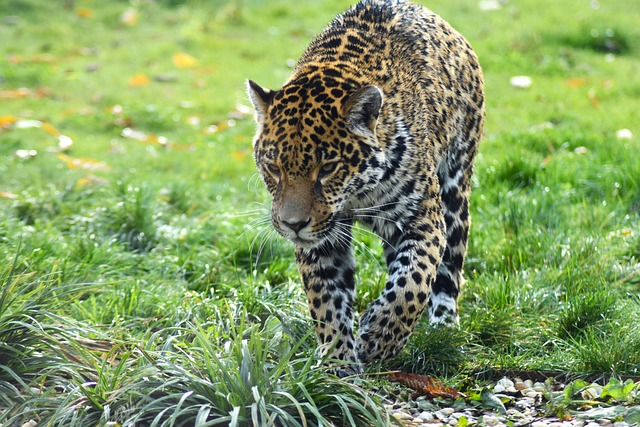 Wolken-Jaguar meldet sich zurück – und zeigt Honduras, wie Naturschutz eigentlich geht