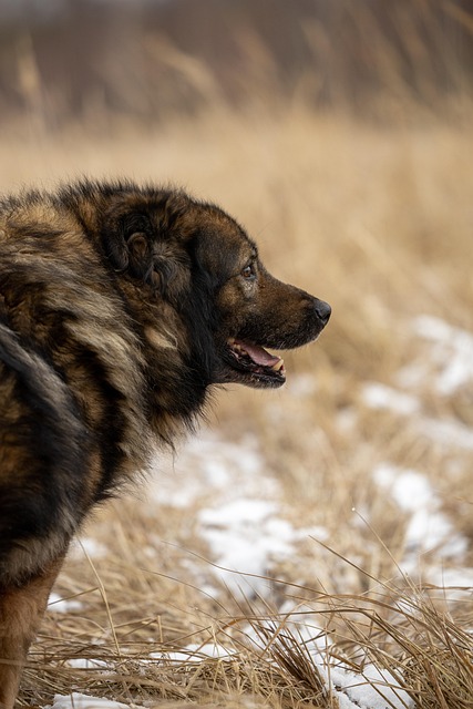dog, nature, pet, adoption, rescue, cute, animal