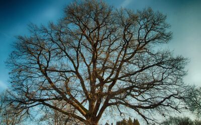 Robin Hoods Lieblingsbaum gibt auf: Major Oak nach 1.200 Jahren in Rente
