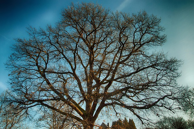 Robin Hoods Lieblingsbaum gibt auf: Major Oak nach 1.200 Jahren in Rente
