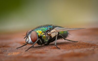 Fleischfressende Schraubenwurmfliege erstmals seit Jahrzehnten wieder in den USA nachgewiesen