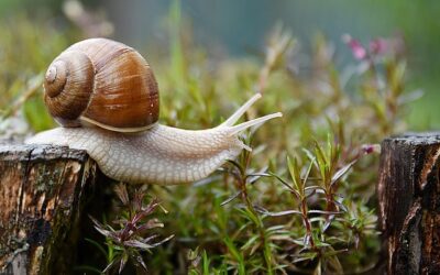 Wenn die Mühlen der Justiz zur Schnecke werden: Der Fall Peterlik und das österreichische Ermittlungs-Dilemma