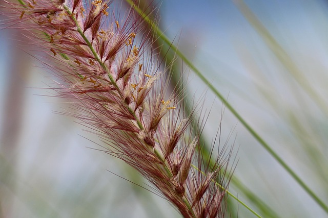 seegras, meer, strand, landschaft, natur, küste, gras, dünen, rotes meer, sanddünen, gräser