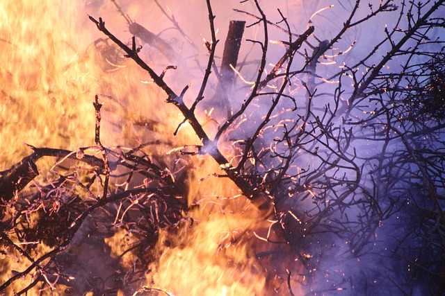 waldbrand, feuer, natur, strand, lagerfeuer, brennen, flammen, sommer