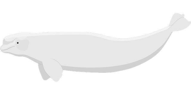 beluga whale, whale, aquatic, creature, mammal, animal, nature, beluga, water, cartoon, ocean, sea, wildlife